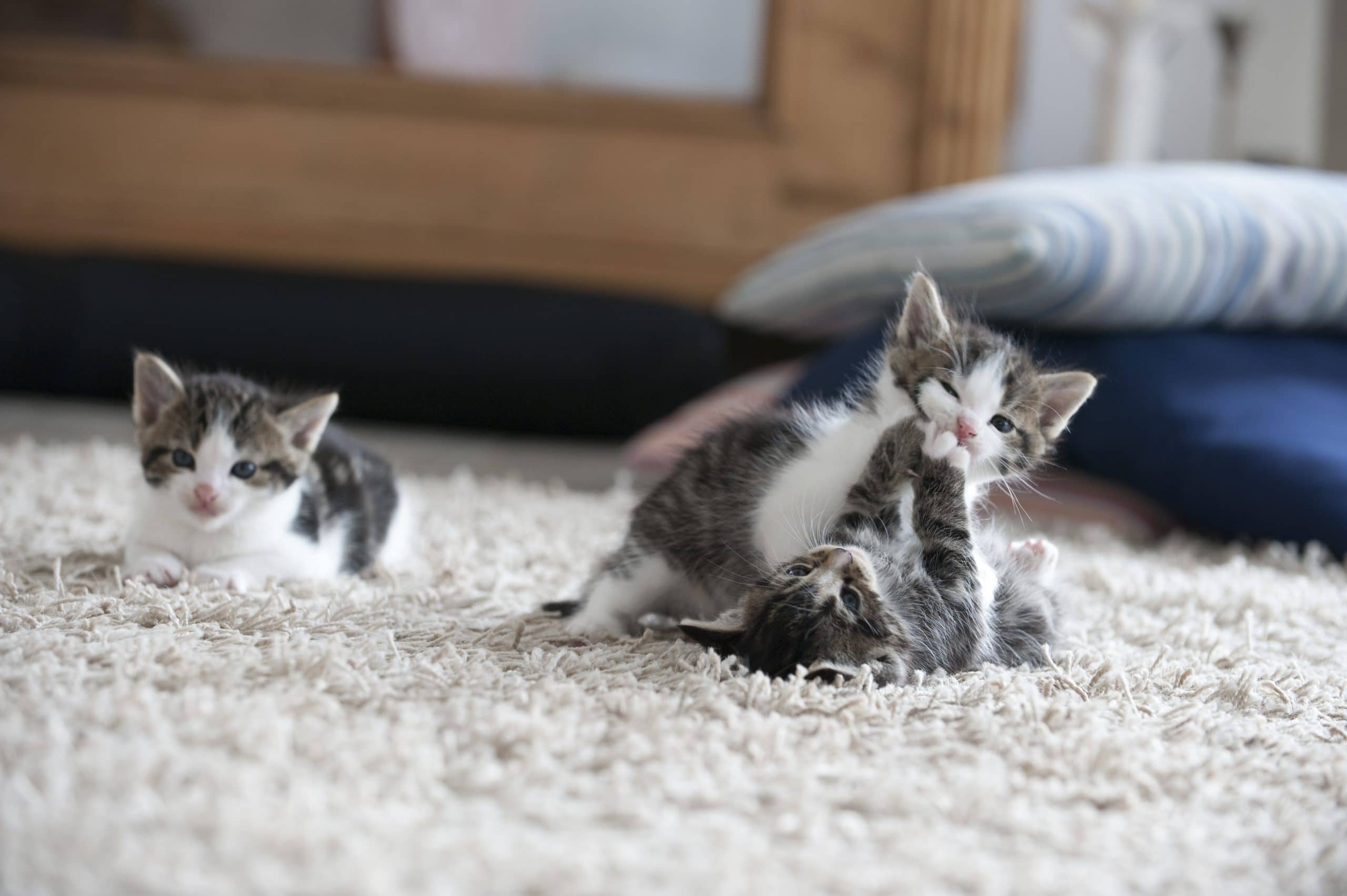 cats on a carpet