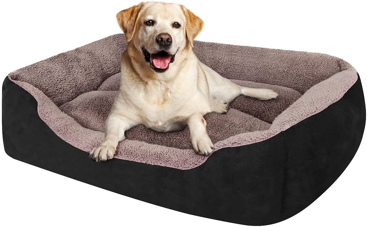 a dog's bed